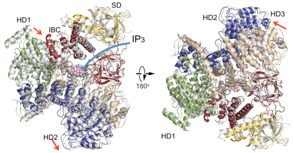 Figure showing comparison of IP3R cytosolic domain structures