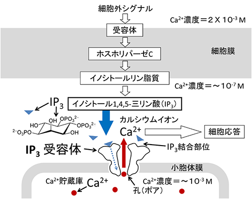 細胞内IP3のCa2+シグナル伝達の図