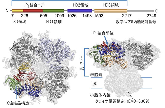 Ｘ線結晶構造解析により決定されたIP3受容体の細胞質ドメイン構造の図