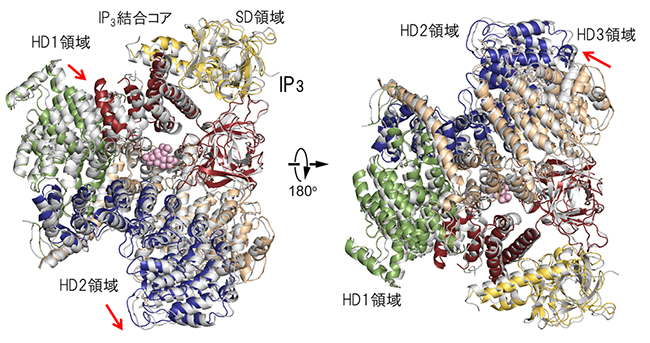 IP3存在下・非存在下の結晶構造の図