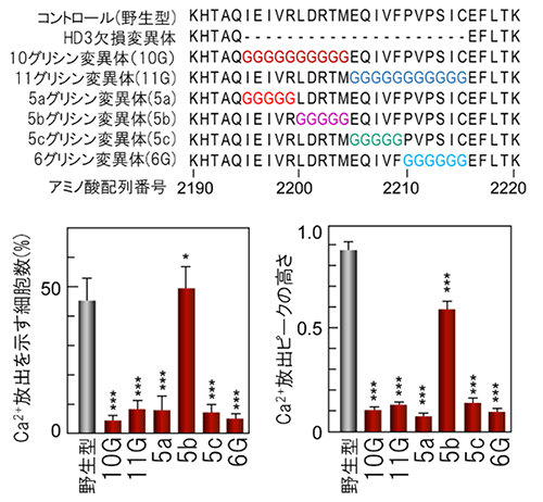 IP3受容体の細胞質ドメインの変異体の図