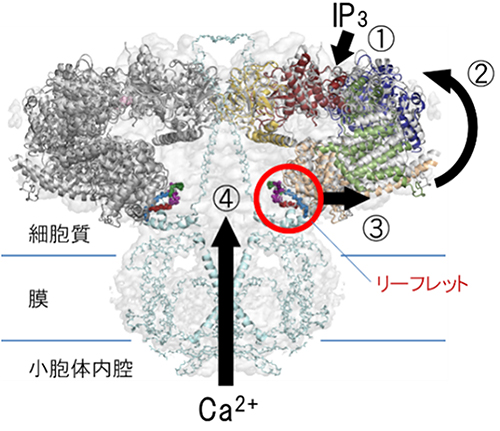 IP3受容体の動作モデルの図