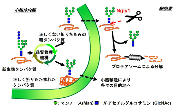 Ngly1タンパク質が関与する糖タンパク質の小胞体における品質管理機構の図