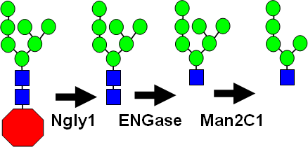 細胞質による糖鎖の非リソソーム代謝機構の図