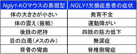 Ngly-KOマウスの表現型とNGLY1欠損症患者の症状の表の画像