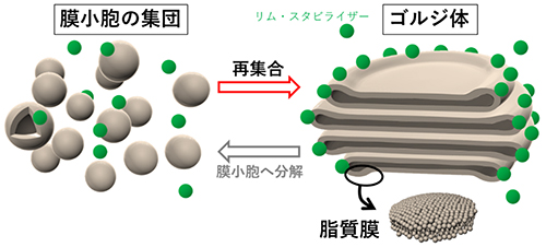 ゴルジ体再集合ダイナミクスの模式図の画像