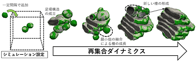 ゴルジ体再集合ダイナミクスのシミュレーション結果の図