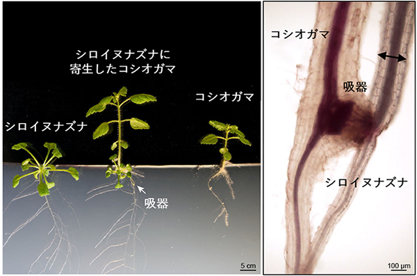 宿主植物から栄養を奪う寄生植物と組織の肥大の図