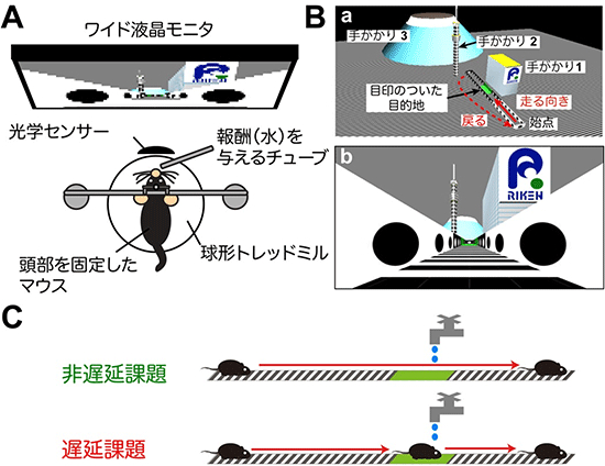 マウス用VRシステムと行動課題の図