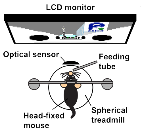 Schematic showing VR setup