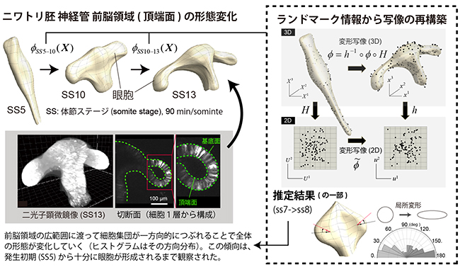 曲率を持つ複雑なシート状組織の変形動態解析の図