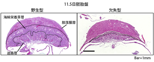 野生型とSfmbt2 miRNAクラスター欠失マウスの11.5日胚胎盤の形態の図