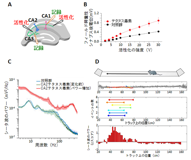 マウスの海馬CA2の慢性的不活性化の影響の図