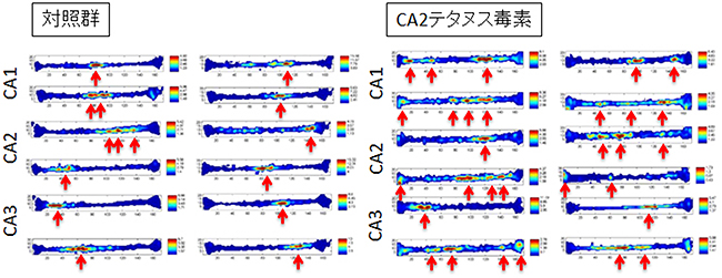 CA2不活性化マウスにおける場所細胞の活動パターン変化の図