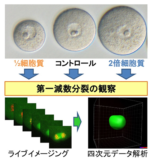 研究手法の概念図の画像