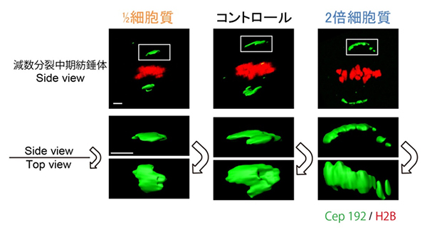 細胞質サイズが与える紡錘体の極への影響の図