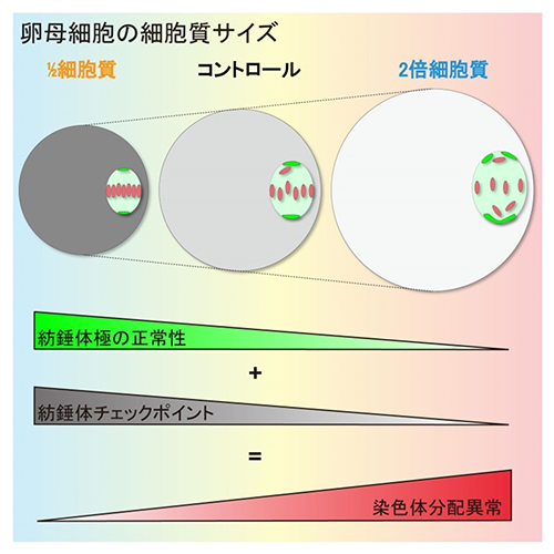 卵子が染色体数異常になりやすい理由の図