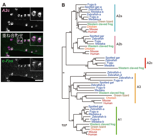 魚類と両生類だけに存在する新規アデノシン受容体A2cの発見の図