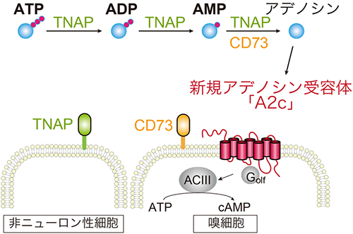 鼻腔内でのATPからアデノシンへの分解とA2c発現嗅細胞の活性化機構の図