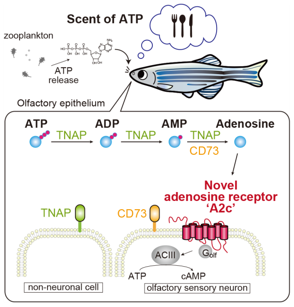 Schematic showing olfactory mechanism through which zebrafish sniff out ATP as they search for food