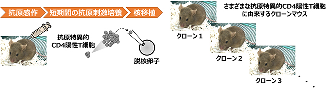 抗原特異的CD4陽性T細胞の核移植によるクローンマウス作製の図