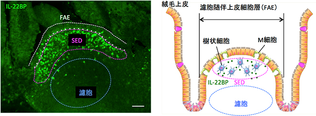 パイエル板におけるIL-22結合タンパク質（IL-22BP）の発現とその模式図の画像