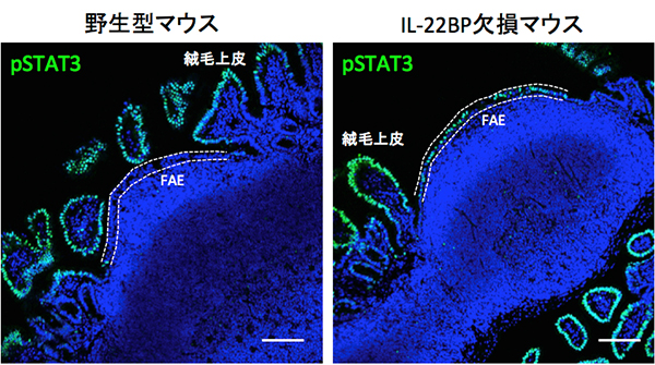 野生型とIL-22BP欠損マウスのFAEにおけるIL-22シグナル活性化の評価の図