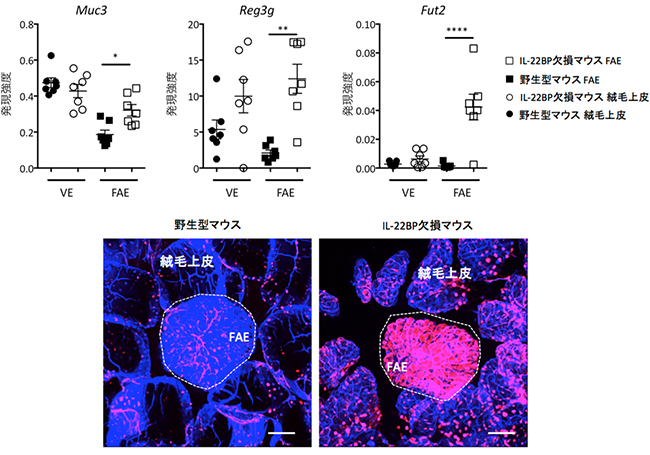 IL-22BP欠損マウスのFAEでの遺伝子発現解析と顕微鏡画像の図