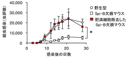 腸管寄生線虫の除去による肥満細胞の重要性の図