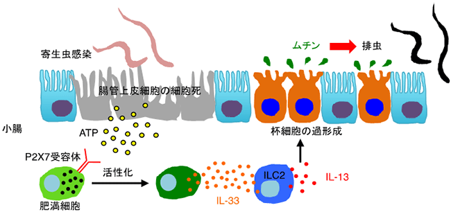 肥満細胞による2型自然免疫リンパ球（ILC2）の活性化と寄生虫排除機構の図