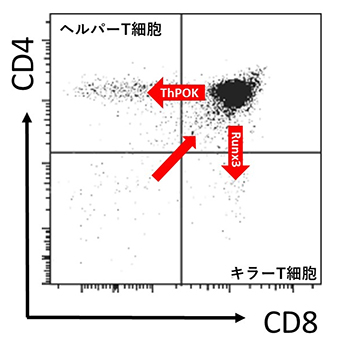 胸腺でのT細胞の分化成熟の図