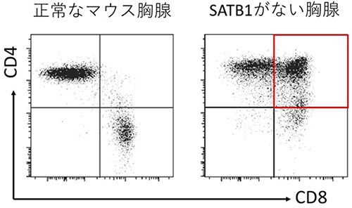 正常なマウスとSATB1がないマウスの胸腺の成熟T細胞のCD4とCD8の発現パターンの図