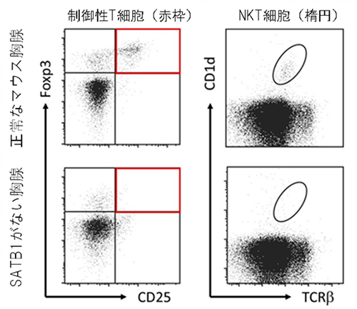 正常なマウスとSATB1がないマウスの胸腺における制御性T細胞とNKT細胞の図