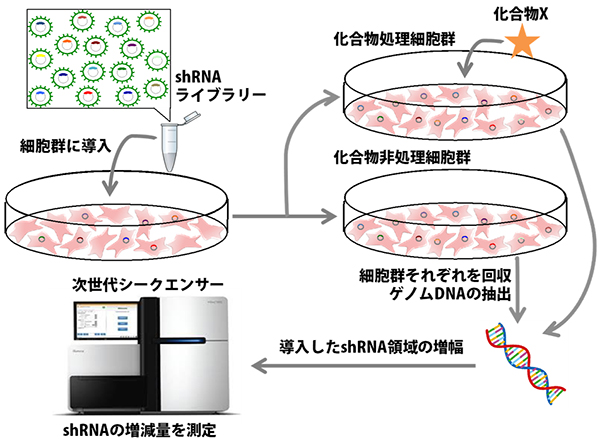 shRNAライブラリースクリーニングの概要図の画像