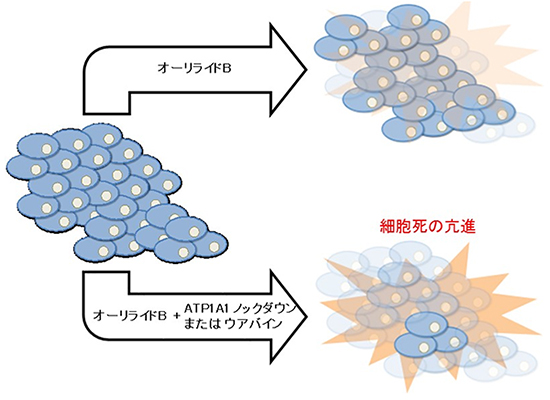 オーリライドBとATP1A1阻害によるアポトーシス誘導の模式図の画像