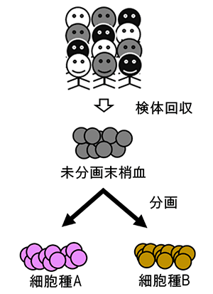 末梢血検体回収の流れの図