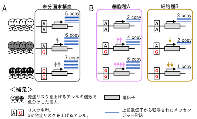 細胞種を分けて解析することの重要性の図