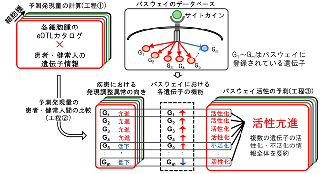 免疫疾患の遺伝的メカニズムの全体像を評価する新しい手法の図