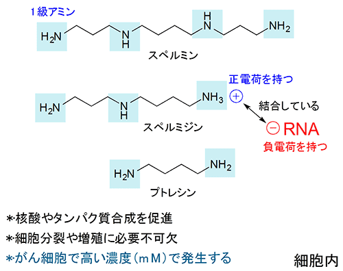 細胞内に主に存在するポリアミンの種類と生物活性の図