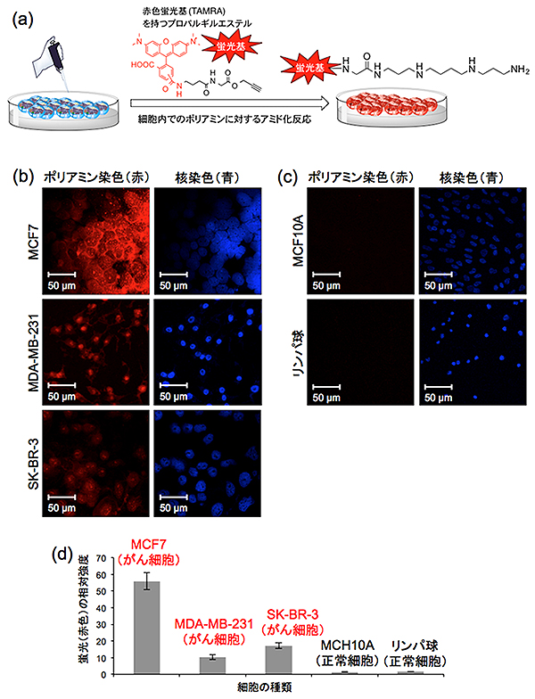細胞内ポリアミンとの選択的なアミド化反応によるがん細胞の選択的な蛍光標識の図