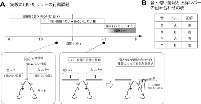 音と匂いを使った「組み合わせ弁別課題」の図