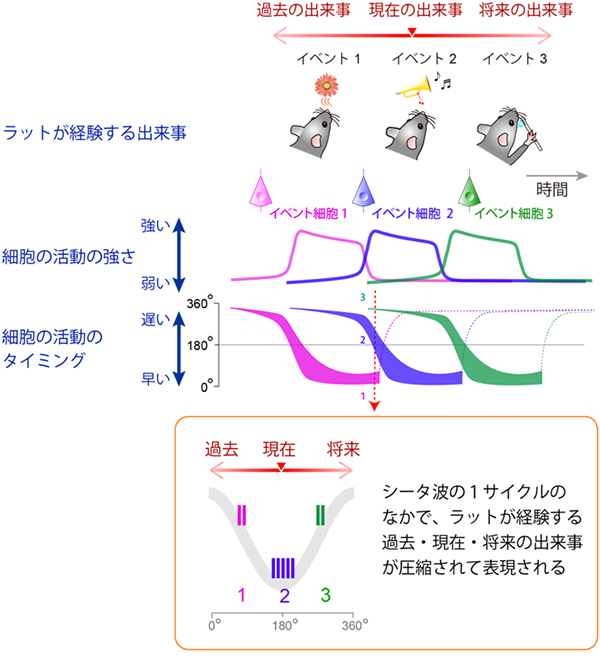 活動の強さで内容を表現し、活動のタイミングで順序を表現するイベント細胞の図