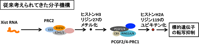 従来のX染色体不活性化におけるXist RNAの分子機構の図