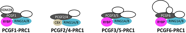 PRC1の四つのサブタイプの図
