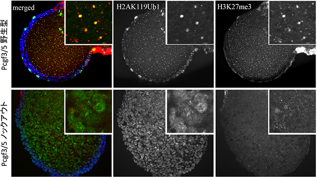 Pcgf3/5ノックアウトマウス胎児の免疫染色像の図