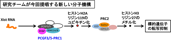 新しいXist RNAのX染色体不活性化における分子機構の図