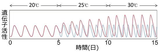数理モデルから予測された温度に影響されない体内時計の仕組みの図