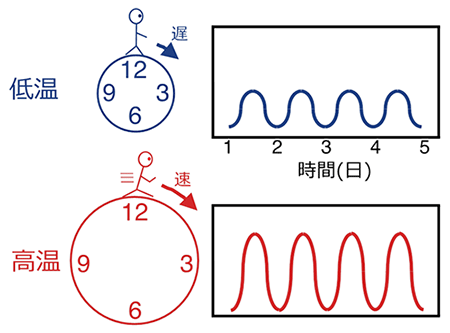 体内時計が温度に影響されない仕組み（イメージ）の図