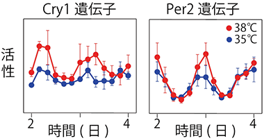 ラット培養細胞における体内時計遺伝子の活性リズムとその温度依存性の図