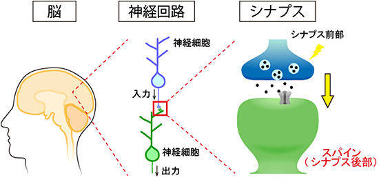 神経細胞同士をつなぐシナプスの構造の図